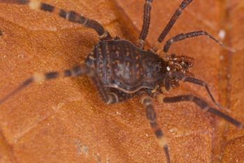Media type: image;   Invertebrate Zoology 31588